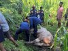 Damkar Klaten Selamatkan Sapi Kurban yang Terlepas di Jatinom