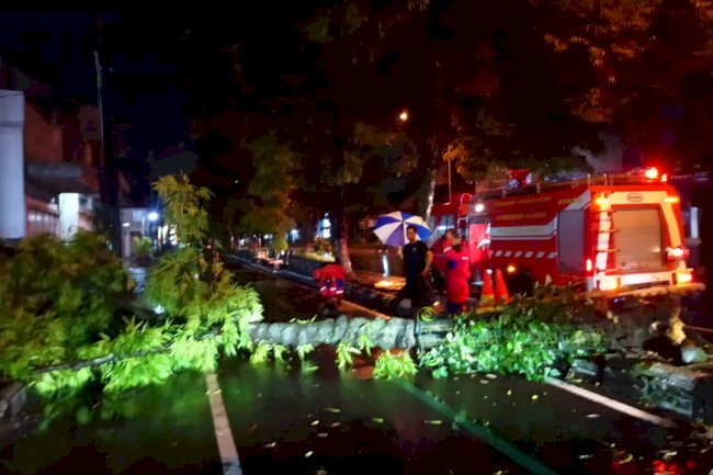 Penanganan Pohon Tumbang di Jalan Pemuda Utara Klaten