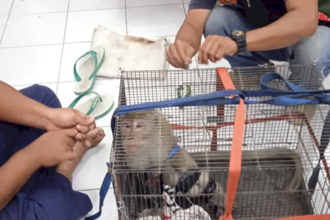 Penanganan Kera Ekor Panjang Masuk Pemukiman Warga Desa Mayungan  Kecamatan Ngawen