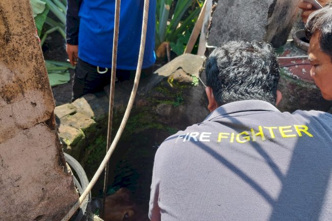 Penyelamatan Sapi Masuk Sumur di Karanganom Klaten Utara