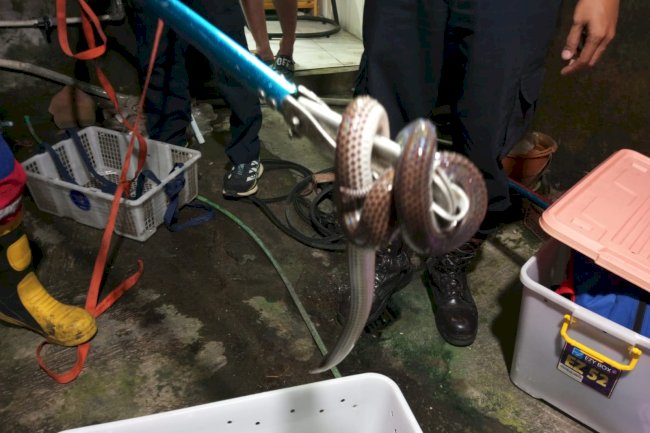 Penanganan Ular Di Dalam Sumur Taman Ringin Banyuripan Kecamatan Bayat