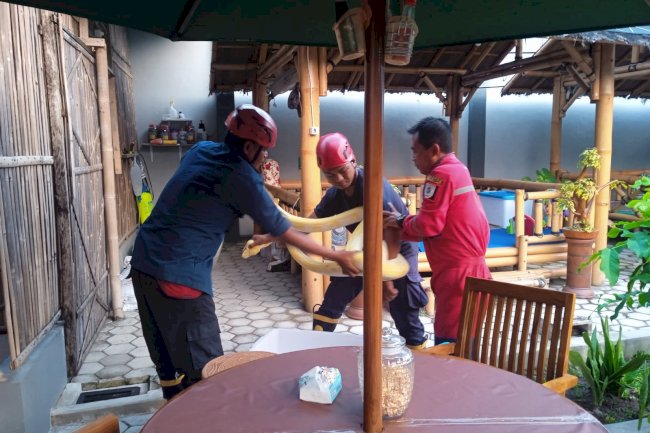 Penyelamatan Ular Phyton di Kauman Baru, Tonggalan, Klaten Tengah