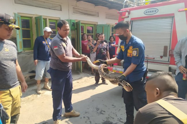 Operasi Penyelamatan Ular Masuk Rumah Warga Desa Mendak Delanggu