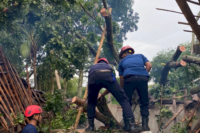 Damkar Klaten Tangani Dampak Angin Ribut: Pohon Tumbang dan Atap Prahu Lepas