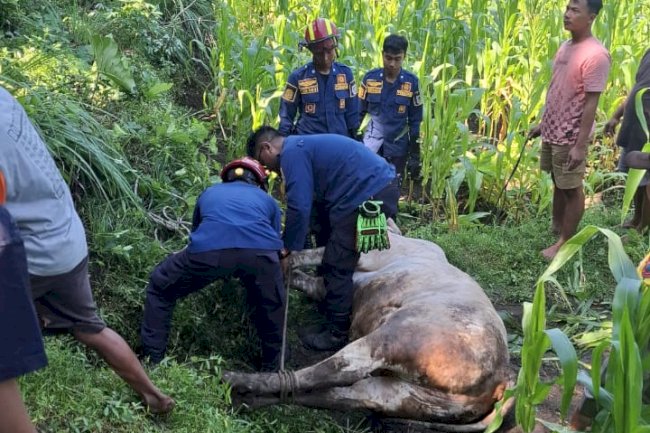 Damkar Klaten Selamatkan Sapi Kurban yang Terlepas di Jatinom