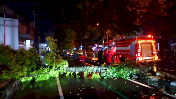 Penanganan Pohon Tumbang di Jalan Pemuda Utara Klaten