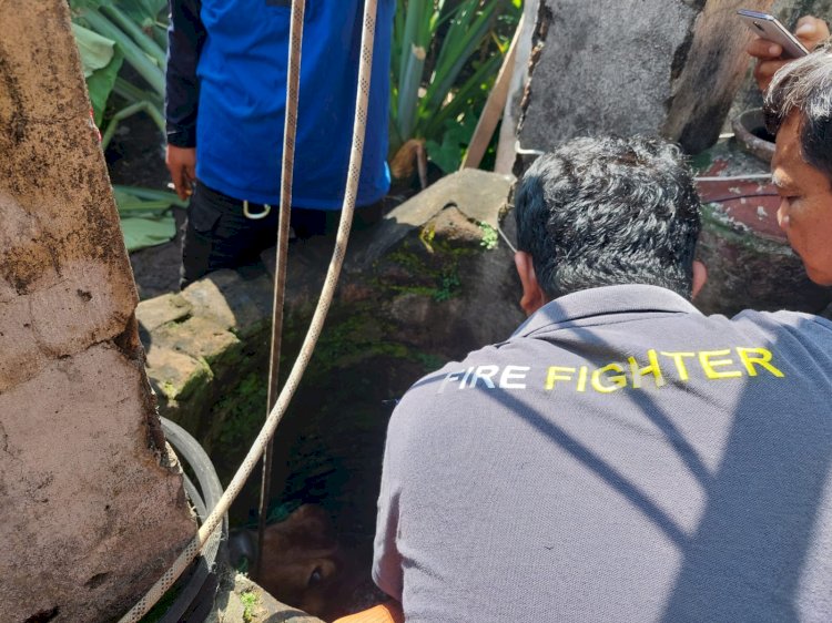 Penyelamatan Sapi Masuk Sumur di Karanganom Klaten Utara