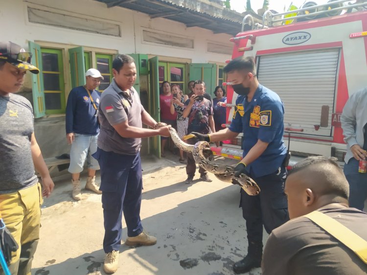 Operasi Penyelamatan Ular Masuk Rumah Warga Desa Mendak Delanggu