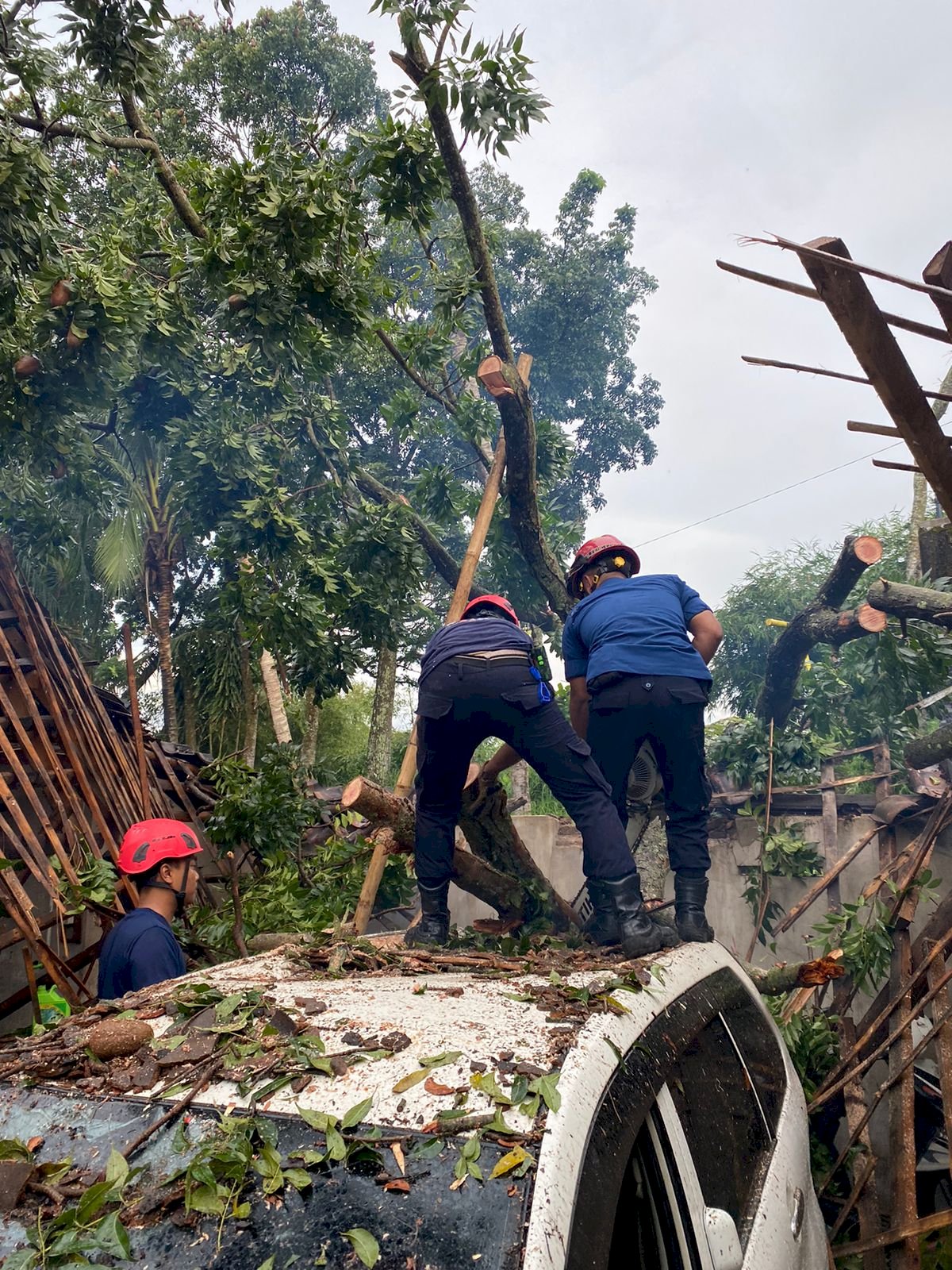 Damkar Klaten Tangani Dampak Angin Ribut: Pohon Tumbang dan Atap Prahu Lepas