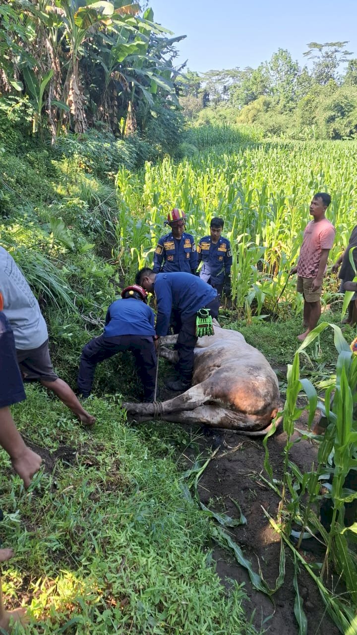Damkar Klaten Selamatkan Sapi Kurban yang Terlepas di Jatinom