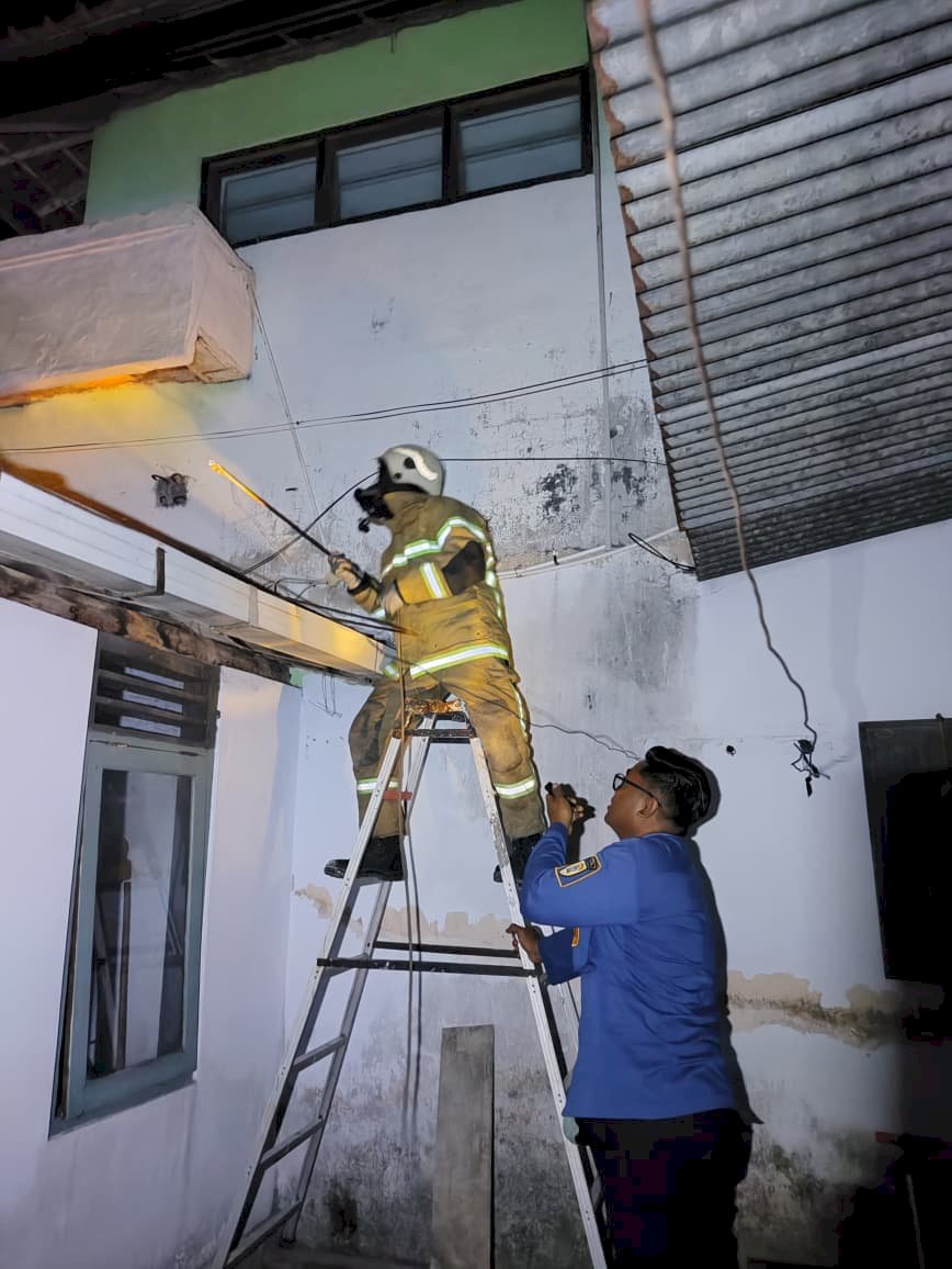 Damkar Klaten Tangani Dua Laporan Sarang Tawon Vespa Affinis di Mojayan dan Tegalyoso